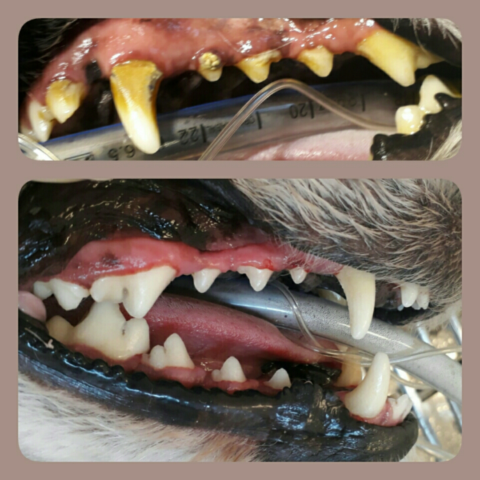 Veterinária atende cães e gatos em domicílio em vários bairros de Curitiba. Consultas agendadas sem emergência.