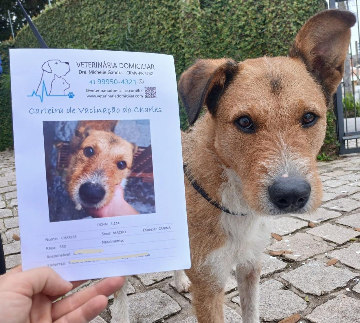 Cão vacinado em casa por veterinária domiciliar em Curitiba
