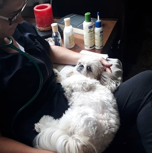 Veterinária atende cães e gatos em domicílio em vários bairros de Curitiba. Consultas agendadas sem emergência.