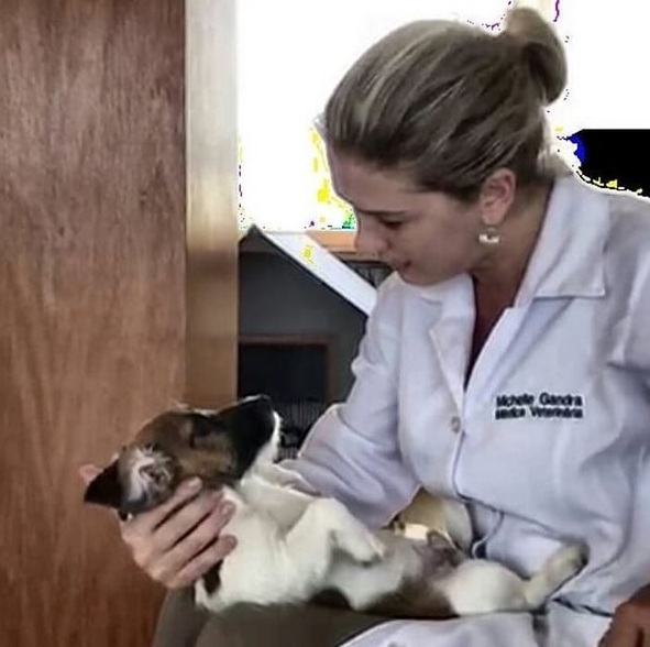 Veterinária atende cães e gatos em domicílio em vários bairros de Curitiba. Consultas agendadas sem emergência.