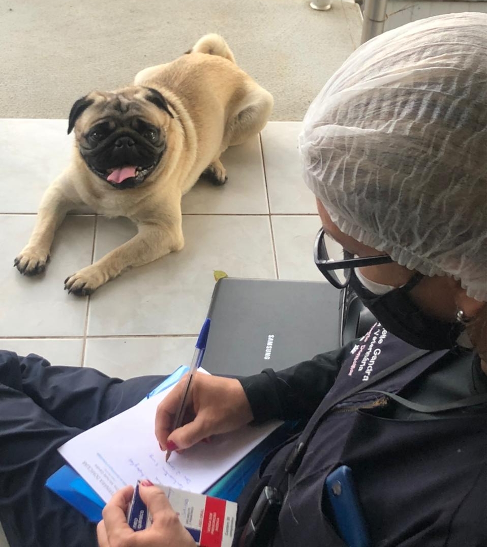 Veterinária atende cães e gatos em domicílio em vários bairros de Curitiba. Consultas agendadas sem emergência.