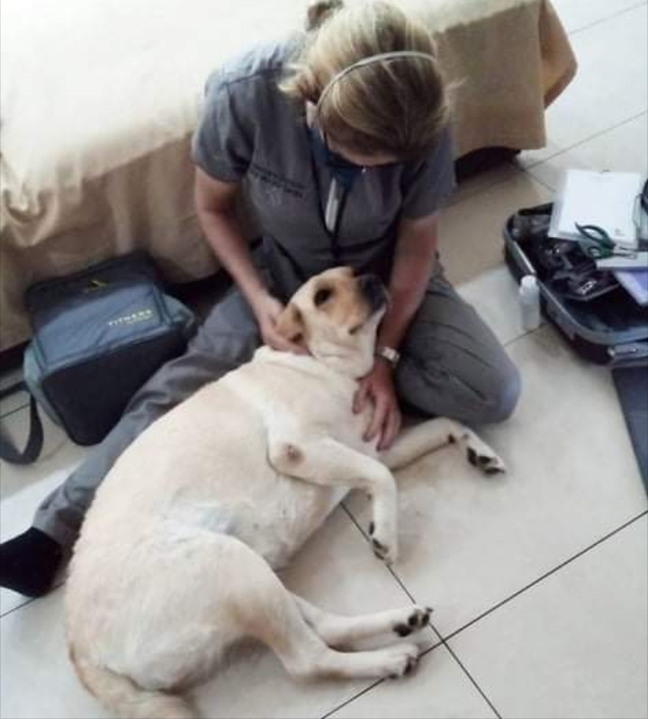 Veterinária atende cães e gatos em domicílio em vários bairros de Curitiba. Consultas agendadas sem emergência.