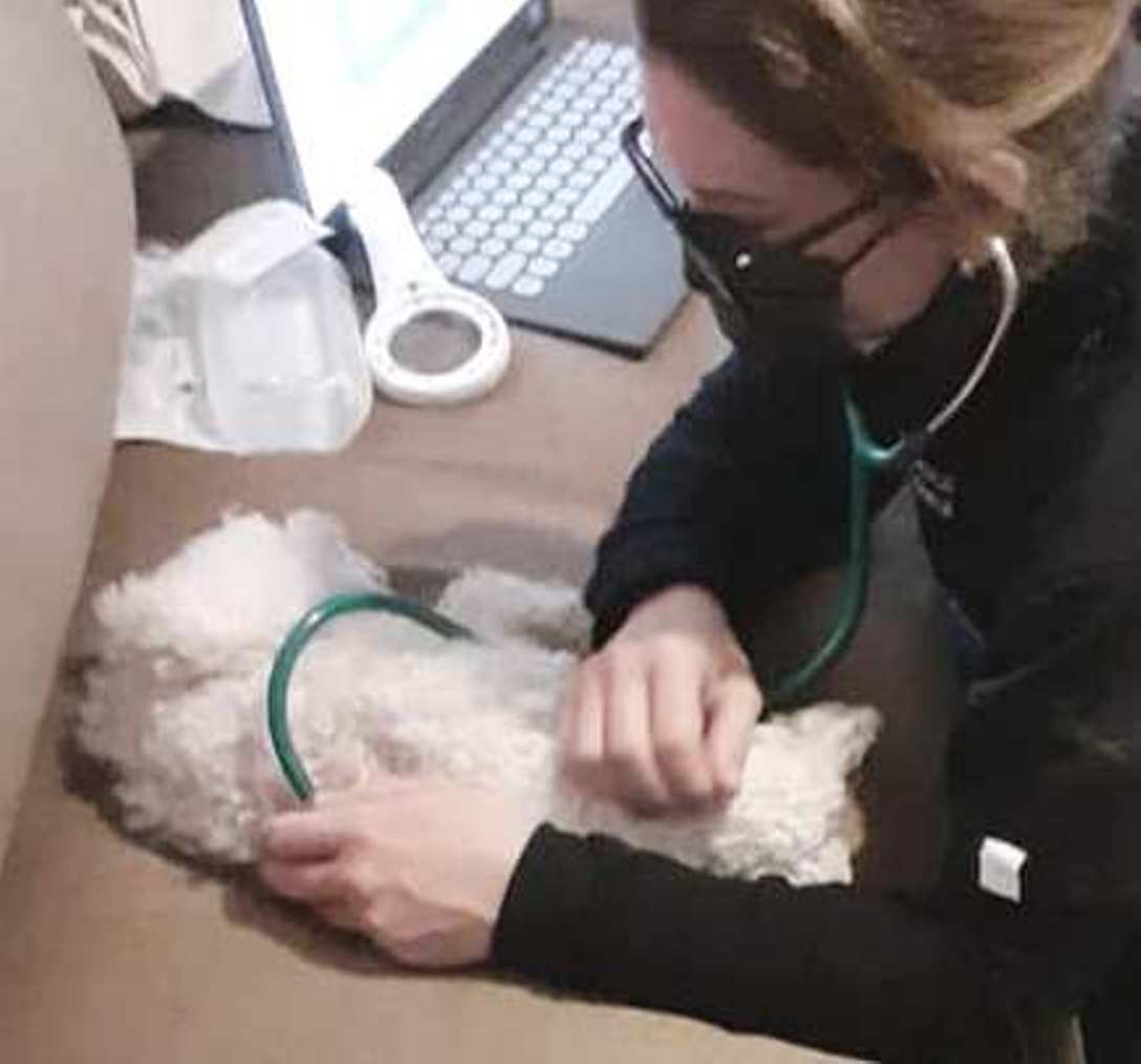 Veterinária atende cães e gatos em domicílio em vários bairros de Curitiba. Consultas agendadas sem emergência.