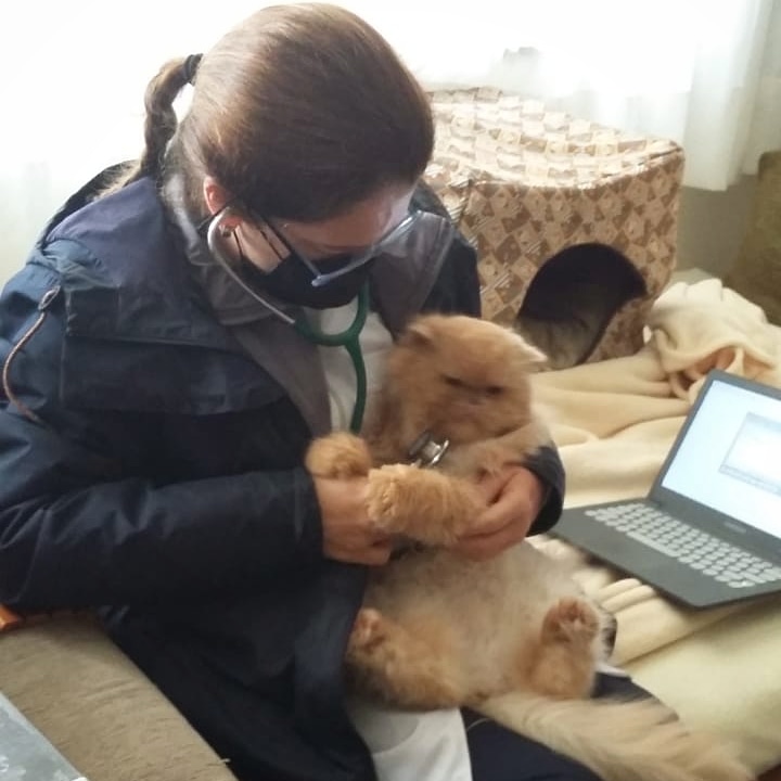 Veterinária atende cães e gatos em domicílio em vários bairros de Curitiba. Consultas agendadas sem emergência.