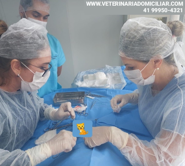 Veterinária atende cães e gatos em domicílio em vários bairros de Curitiba. Consultas agendadas sem emergência.